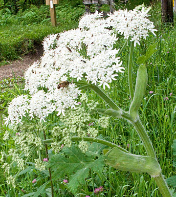 the stem sheath